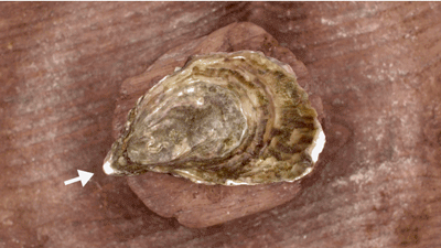 特蓝蚝国际通用开蚝手法