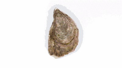 特蓝蚝法式开法