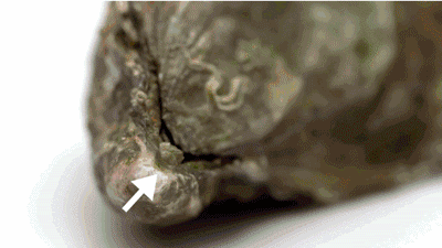 特蓝蚝美式开法